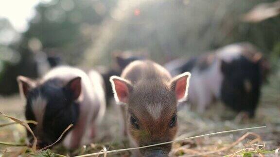 有趣的小肥猪在一个农场的后院畜牧业是传统农业的发展方向
