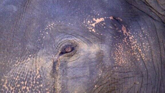 大象在泰国
