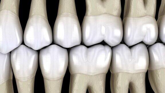 牙齿咬合宏观视图医学上准确的牙齿3D动画