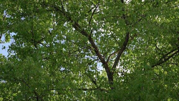 白桦树枝叶翠绿在野生的自然夏天近距离观看