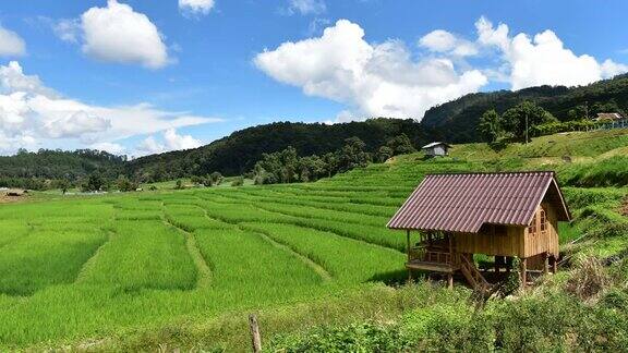 泰国北部清迈省PaPongPiang村山上的梯田