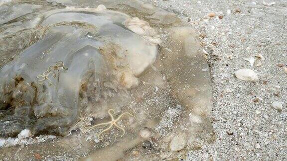 海滩上有水母