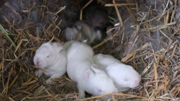 宝宝的宠物刚出生的小兔子爬进柔软的兔窝