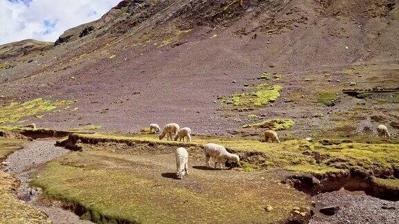 安第斯高地上的白色羊驼
