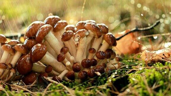 蜜环菌蜂蜜木耳的蘑菇在雨中的阳光森林里