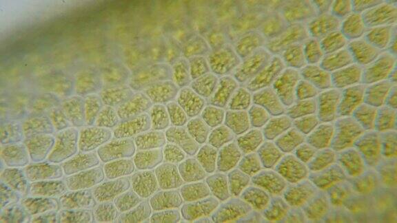 显微镜下的绿色植物细胞植物细胞中的叶绿体显微镜下的叶绿体叶片表面细胞结构图显微镜下显示植物细胞转基因生物DNA