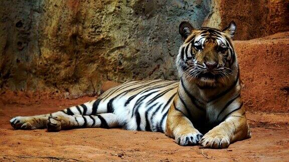 休息和放松的西伯利亚虎
