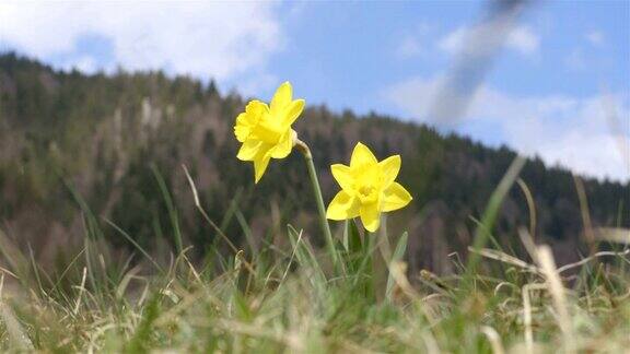 黄色的水仙花随风飘散在山腰上