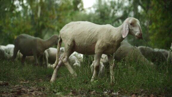 羊群中的一只羊走了