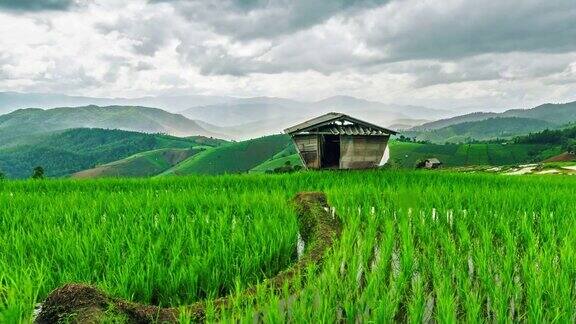 泰国清迈绿色稻田上的小屋