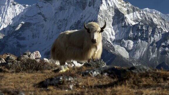 白牦牛和雪山背景尼泊尔