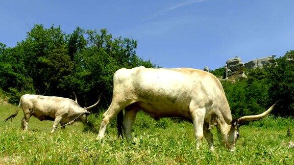 巨大的牛在山上的牧场上吃草