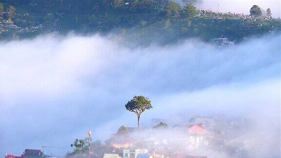 美丽的风景森林树木与云雾雾