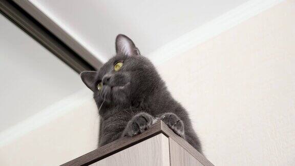 漂亮的灰猫坐在柜子上饶有兴趣地观察着小树枝的移动