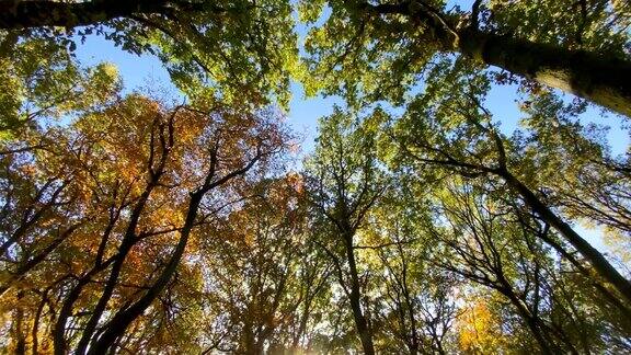 充满活力的树冠向下延伸到透过森林闪闪发光的阳光