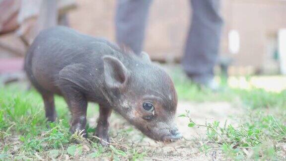 小猪在农民农场花园带来了健康、田园风光、动物园
