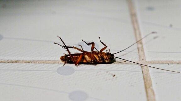 蟑螂躺下后被杀虫剂打翻