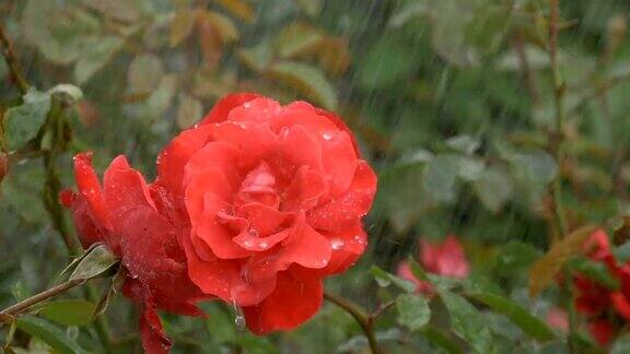 花红玫瑰在雨滴下在绿色的背景