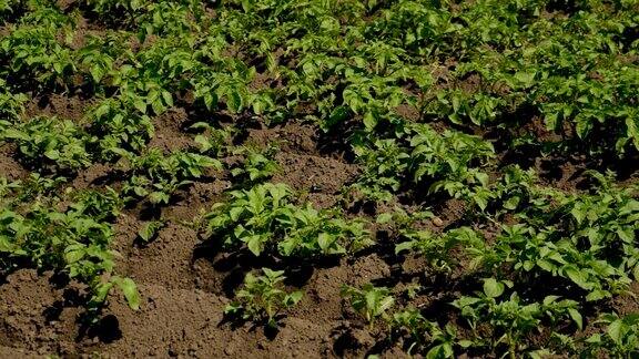 土豆种在花园里有选择性的重点大自然
