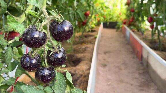 正在成熟的黑色西红柿