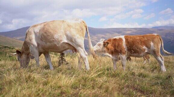 草地上有小叉的奶牛
