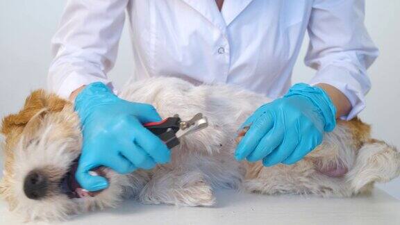 用工具剪指甲的过程这只狗反抗了穿白外套和戴蓝手套的女孩