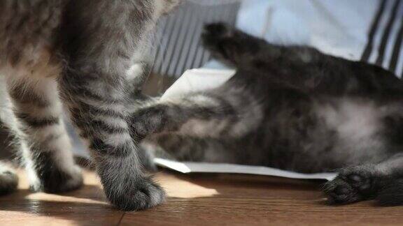 小猫在纸袋里玩耍