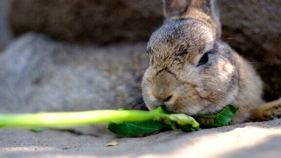 可爱的毛绒绒的兔子吃东西
