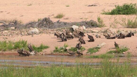 非洲水附近的秃鹫群