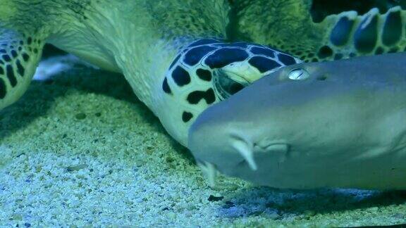 玳瑁海龟追赶珊瑚猫鲨