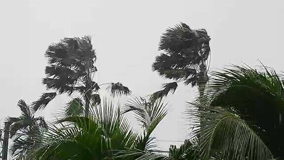 在高清慢镜头中两棵棕榈树在低空风暴和大雨中摇摆