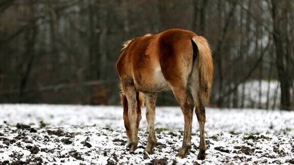 冬天在草地上的小马驹
