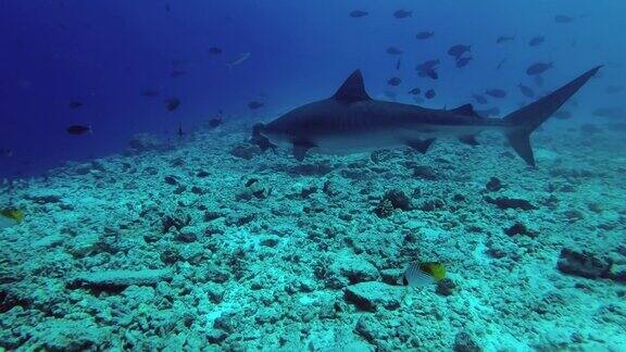 特写虎鲨游过岩石海床一群不同类型的热带鱼在附近游动虎鲨虎鲸印度洋福瓦穆拉环礁老虎动物园潜水地点马尔代夫