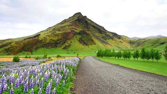 冰岛风景如画的森林和山脉野生的蓝色羽扇豆在夏天开花