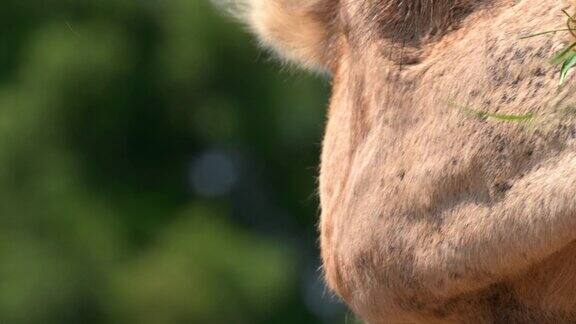 吃东西时近距离观察骆驼的脸高质量4k镜头