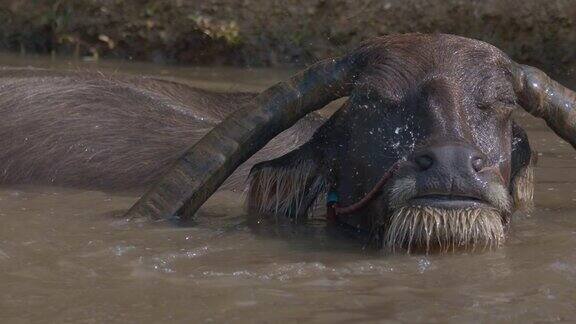 亚洲水牛在池塘里洗澡和玩耍
