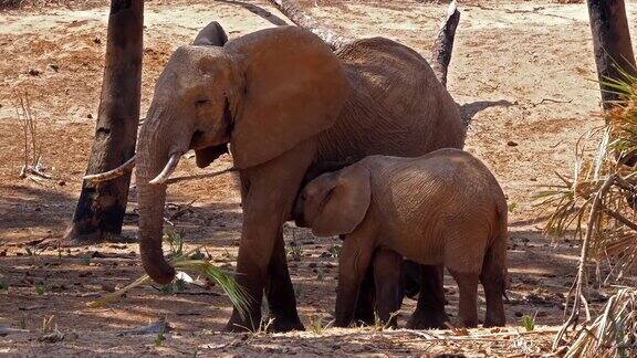 非洲象loxodontaafricana母亲和小象哺乳桑布鲁公园在肯尼亚实时4K