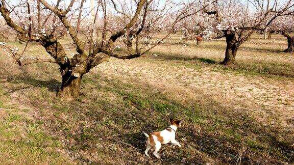 顽皮的光滑的狐狸梗狗玩一个小球春天的时间