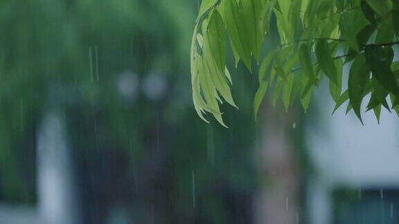 SLOMOCU绿叶在雨天