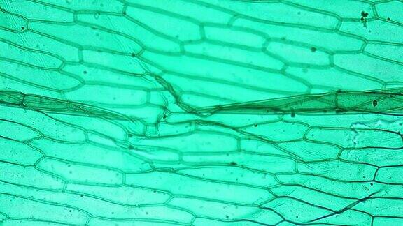 在明亮视野下用显微镜200x对整株葱的表皮进行拍摄