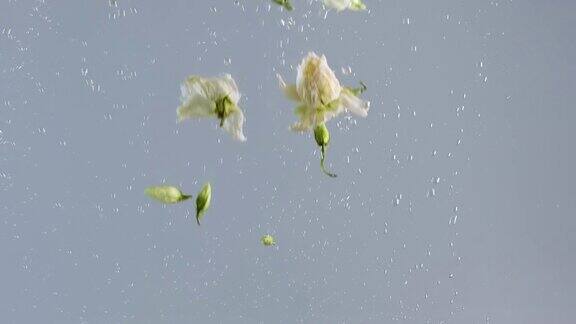 花瓣漂浮在水上仙境白色的菊花花慢慢地落入水中