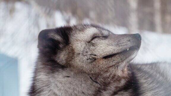 北极狐(Vulpeslagopus)在挪威的雪地里睡觉的特写
