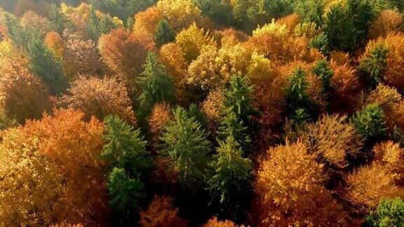 空中的秋天颜色的森林在阳光