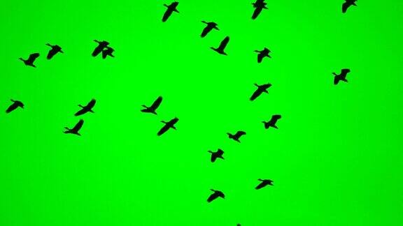 绿幕背景上鸟群飞翔野鸟高观生命自由