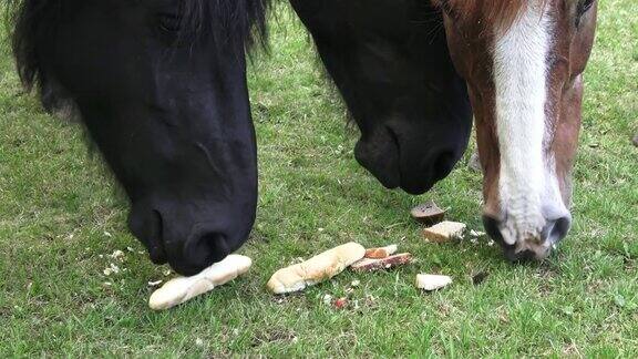 牧场上的马吃点心马的肖像吃着面包喂着有选择性的重点