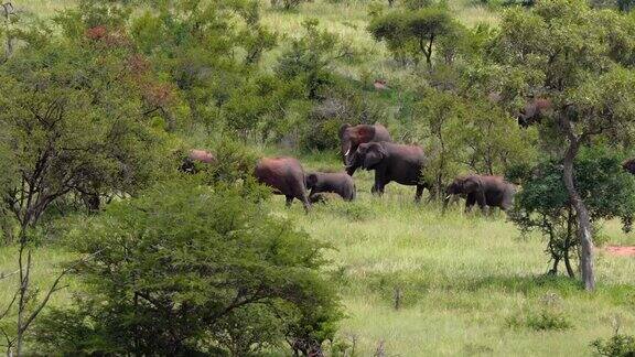 有树有草的大草原上的一群大象生活在自然中的动物-景观视图