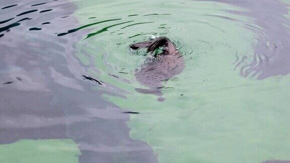 海豹在水里游泳