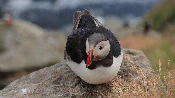 大西洋海雀栖息在岩石上