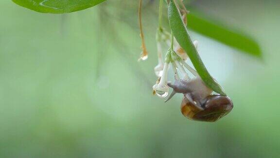 下雨天蜗牛在叶子上