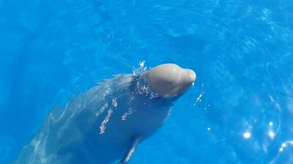好奇的大型极地海豚从水里探出头来